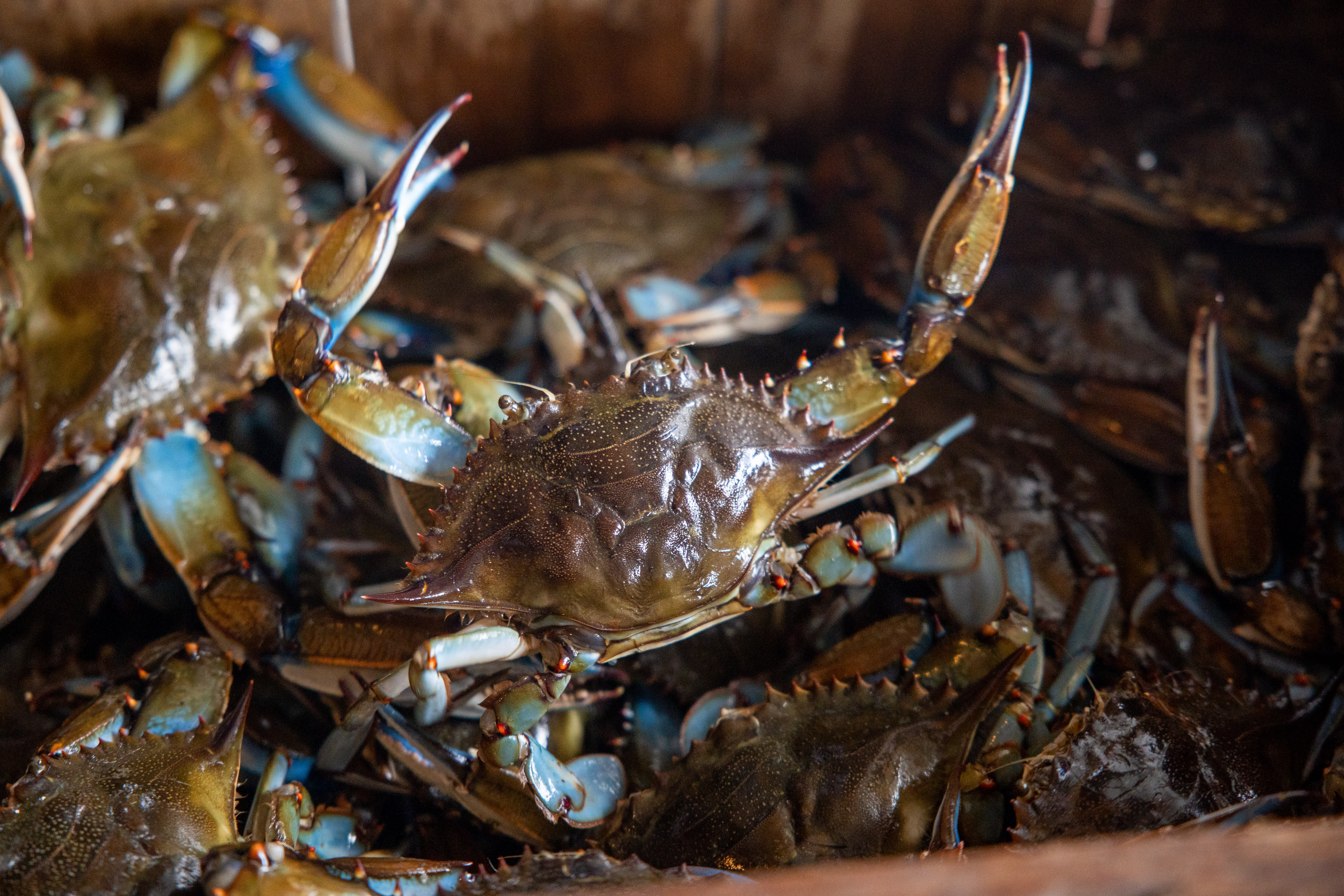 Fresh Blue Crabs at Peace River Seafood in Punta Gorda, Florida