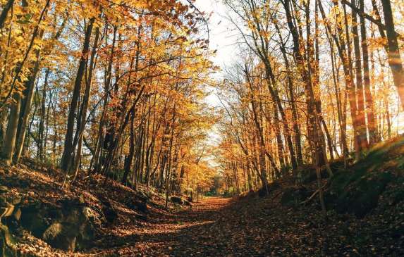 Bloomington Rail Trail during fall