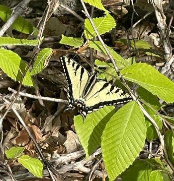 Swallowtail at Alligator Hill