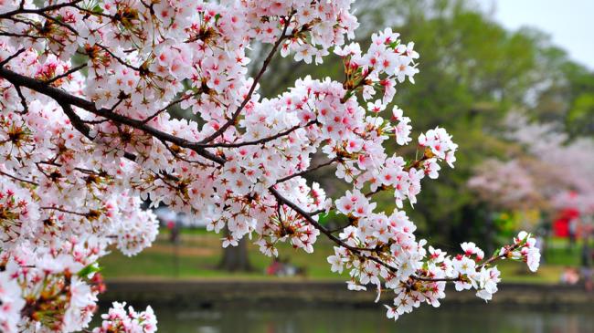 Newark Cherry Blossoms