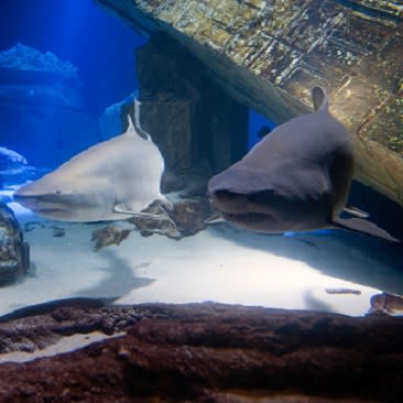 sharks at Long Island Aquarium