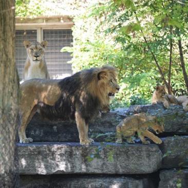 Lions at the Buffalo Zoo