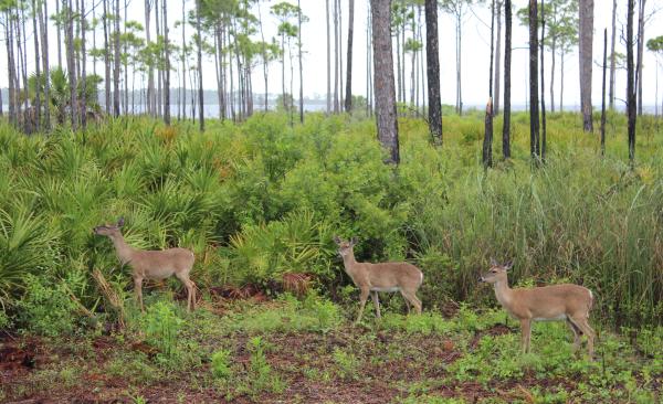 Three whitetail deer grazing along a lush, coastal trail in Gulf County, Florida.