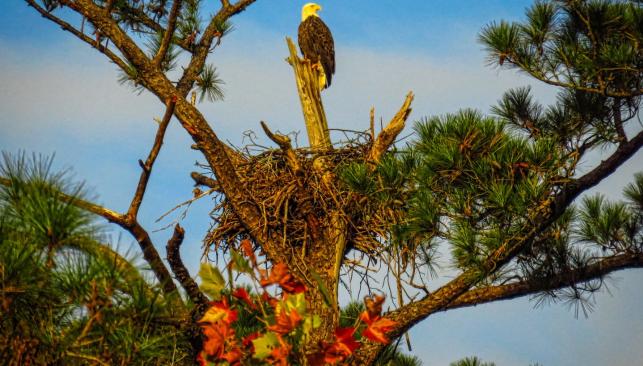 Bald Eagle in Tree
