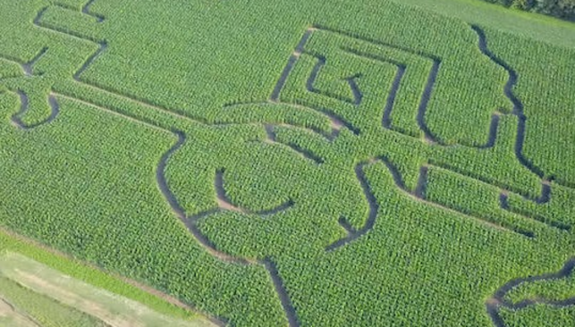 Bergy's Corn Maze