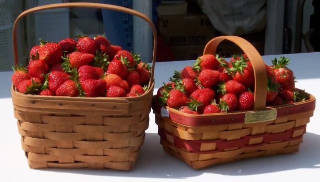 Baskets of Strawberries at Brookdale Farms