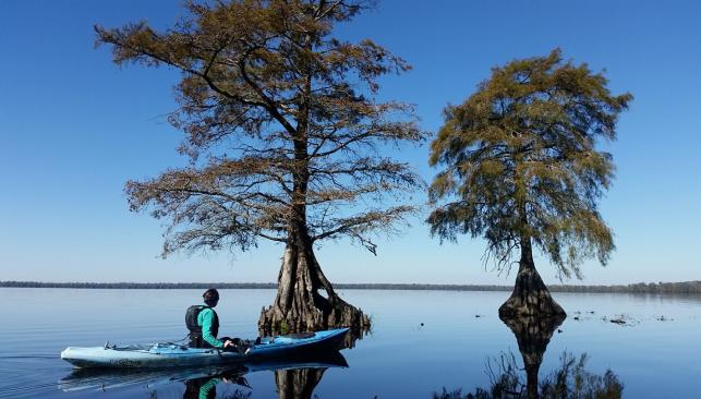 Canoeist on still waters approaching two trees in Lake Drummond