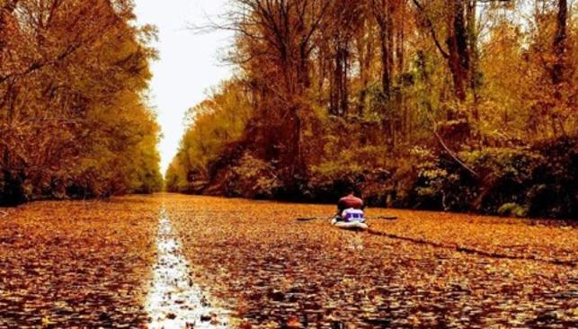 Fall Leaves on Dismal Swamp Canal