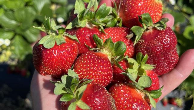 Warren Farms Strawberries