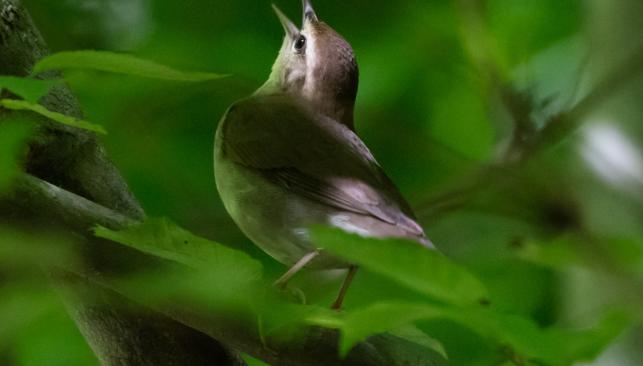 Swainson's Warbler