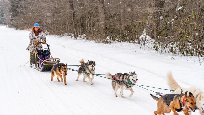 Carmen Rose loves going on sled runs with her team of dogs.