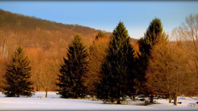 Enjoy a leisurely walk to observe beautiful evergreens at Laurel Hill State Park