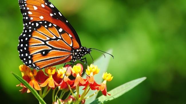 Monarch butterflies have been threatened by habitat destruction and climate change.