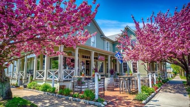 Greenport cherry blossoms