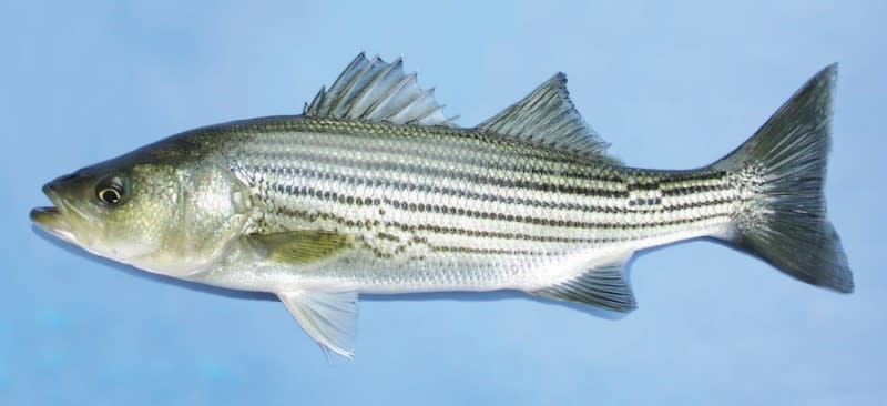 striped bass