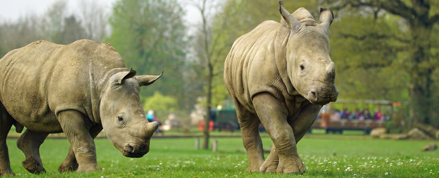Cotswold Wildlife Park (photo by Rebecca Farrah May)