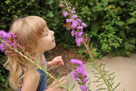 Flowers and butterfly at Green Bay Botanical Garden