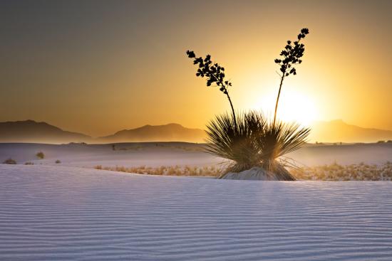 ONLY FOR 5 COOL FACTS USE White Sands 1