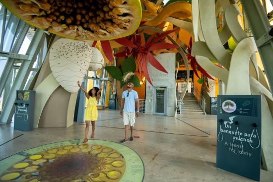 Internal view of the Biomuseo room