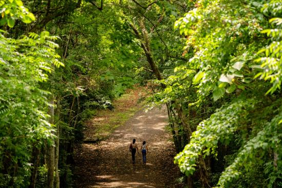 View of the path between the trees of Metropolitan National Park at Panama City, Panamá