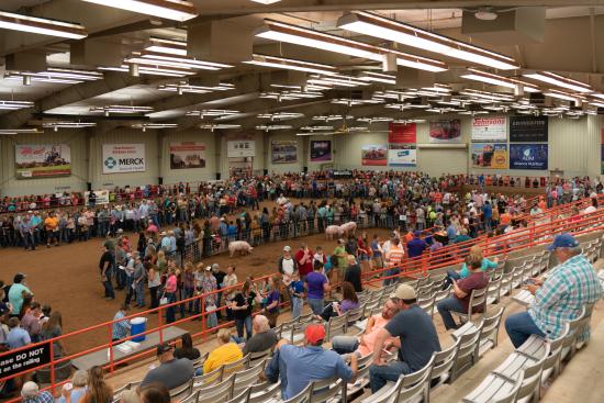 Big 3 Field Days