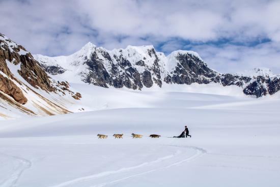 The Alaskan Huskies at work on the Denver Glacier.