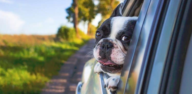 Rhino Car Hire