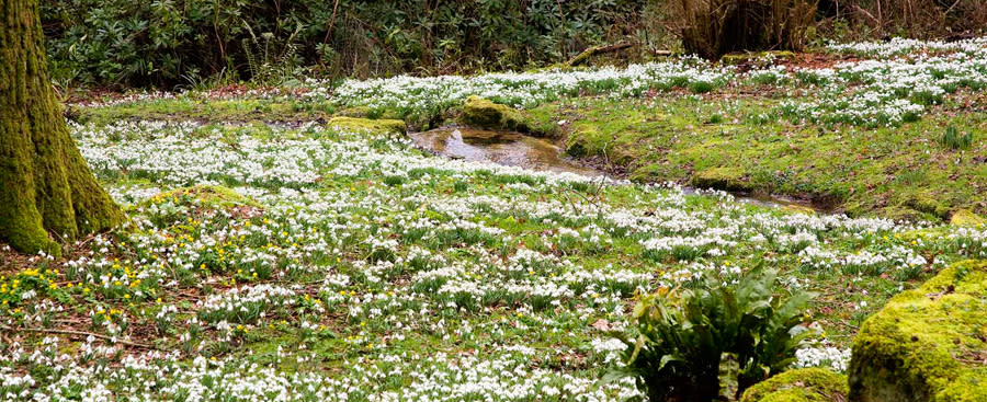 Snowdrops at Batsford Arboretum