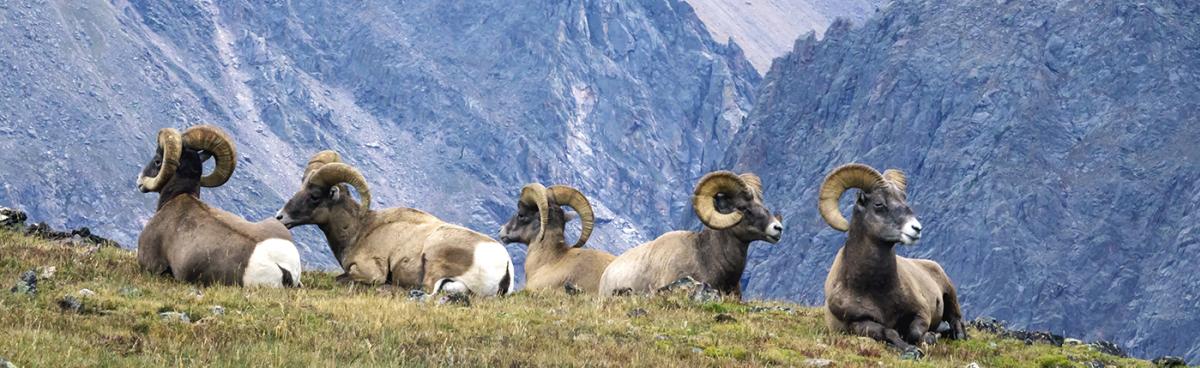 Bighorn Sheep resting on the Rocky Mountain National Park near Boulder