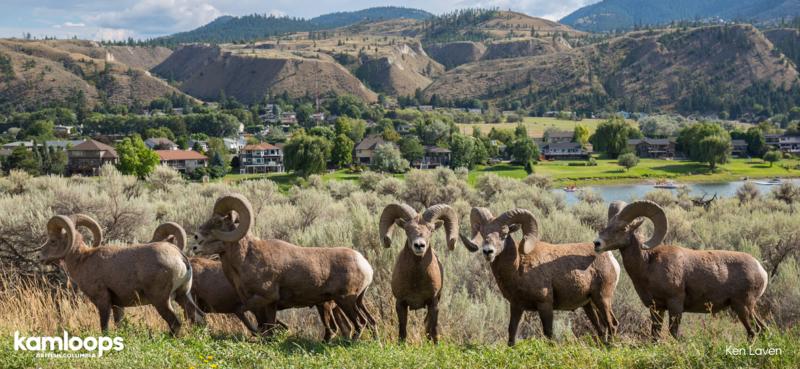 Bighorn Sheep in Kamloops