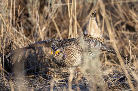 Columbian sharp-tailed grouse dancing on lek