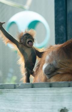 Topeka Zoo Udara