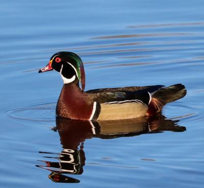 Wood duck at Juanita Bay