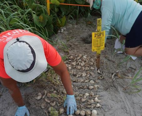 Volunteers from the Coastal Wildlife Club Survey Contents of a Loggerhead Sea Turtle Nest on Englewood Beach, Aug. 2020