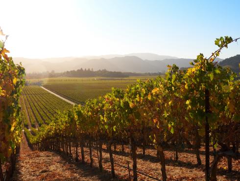 Fall Vineyard row in Napa Valley