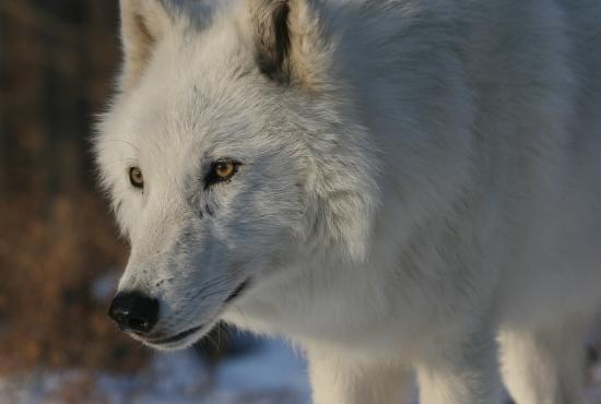 Wolf Conservation Center