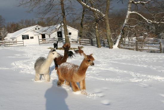 Faraway Snow