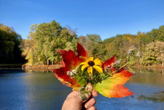 Fall Leaves