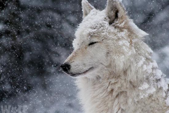 Howl with the Wolves