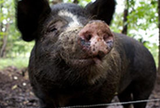 stone_barns_presenter.jpg