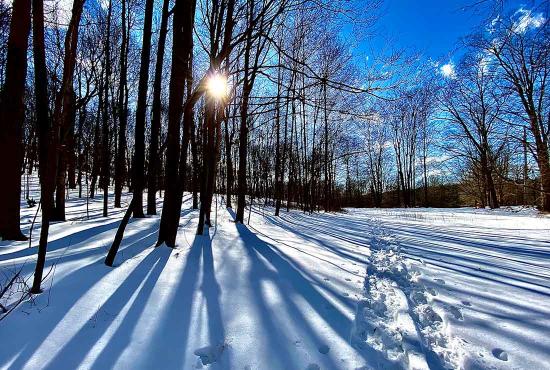 A snow covered pathway winds through the woods.