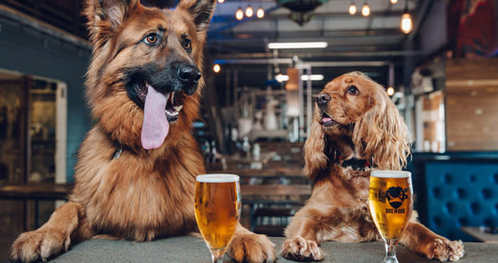 beer dogs