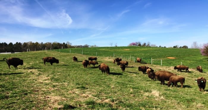 1536082121 buffalo o