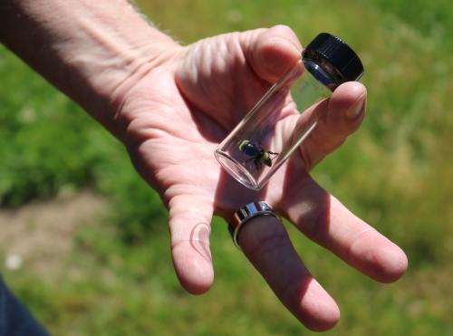 Bee in small glass vial