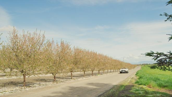 car driving through blossom trail