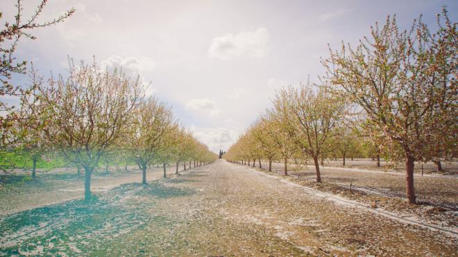 grove of trees landscape