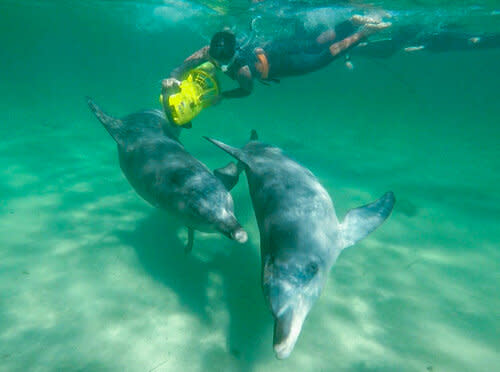 Perth Wildlife Encounters&#039; Swim with Wild Dolphin Tour | Rockingham
