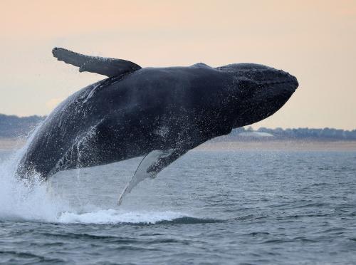 Whale watching in Virginia Beach with whale jumping out of the ocean water