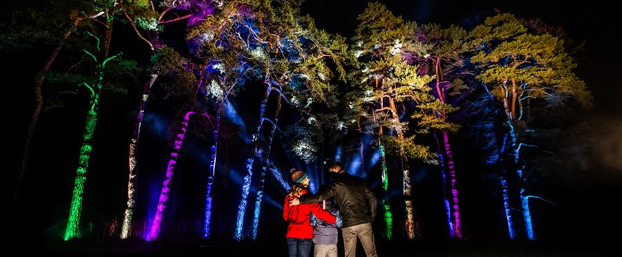 Enchanted Christmas at Westonbirt Arboretum