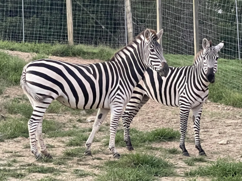 Crooked Creek zebras